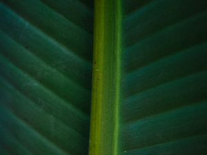 Preview wallpaper leaf, macro, green, veins, stripes