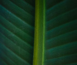 Preview wallpaper leaf, macro, green, veins, stripes
