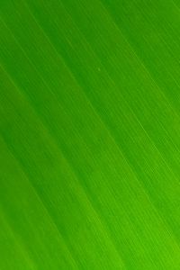 Preview wallpaper leaf, macro, green, veins, stripes, texture