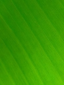 Preview wallpaper leaf, macro, green, veins, stripes, texture