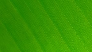 Preview wallpaper leaf, macro, green, veins, stripes, texture