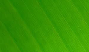 Preview wallpaper leaf, macro, green, veins, stripes, texture