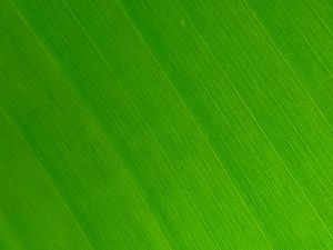 Preview wallpaper leaf, macro, green, veins, stripes, texture