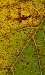 Preview wallpaper leaf, macro, green, veins, spots