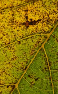 Preview wallpaper leaf, macro, green, veins, spots