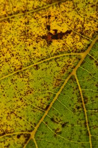 Preview wallpaper leaf, macro, green, veins, spots