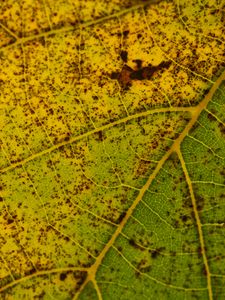 Preview wallpaper leaf, macro, green, veins, spots