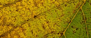 Preview wallpaper leaf, macro, green, veins, spots