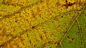 Preview wallpaper leaf, macro, green, veins, spots