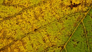 Preview wallpaper leaf, macro, green, veins, spots