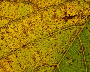 Preview wallpaper leaf, macro, green, veins, spots