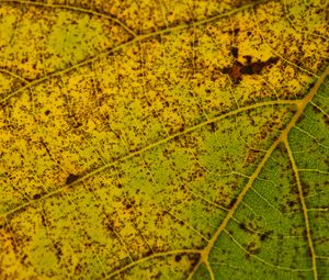 Preview wallpaper leaf, macro, green, veins, spots