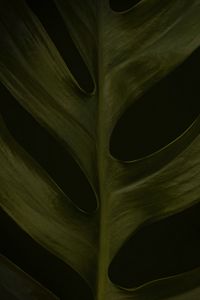 Preview wallpaper leaf, macro, green, dark, surface