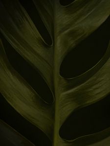Preview wallpaper leaf, macro, green, dark, surface