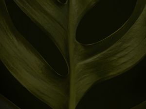 Preview wallpaper leaf, macro, green, dark, surface