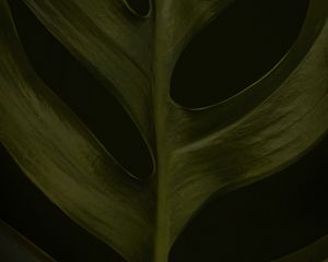 Preview wallpaper leaf, macro, green, dark, surface