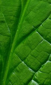Preview wallpaper leaf, macro, green, veins, background