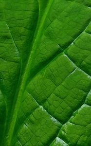 Preview wallpaper leaf, macro, green, veins, background