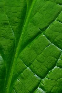 Preview wallpaper leaf, macro, green, veins, background