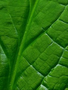 Preview wallpaper leaf, macro, green, veins, background