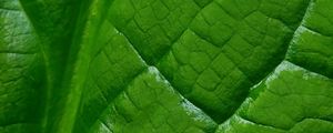 Preview wallpaper leaf, macro, green, veins, background