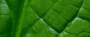 Preview wallpaper leaf, macro, green, veins, background