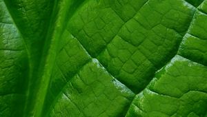 Preview wallpaper leaf, macro, green, veins, background