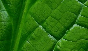 Preview wallpaper leaf, macro, green, veins, background