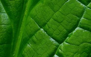 Preview wallpaper leaf, macro, green, veins, background