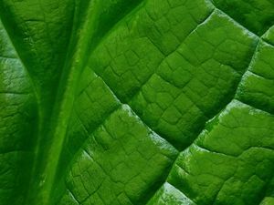 Preview wallpaper leaf, macro, green, veins, background