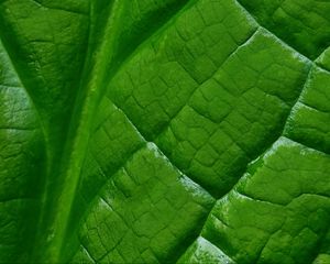 Preview wallpaper leaf, macro, green, veins, background