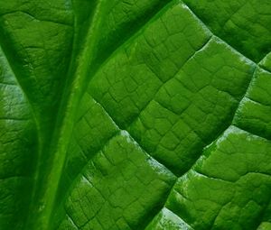 Preview wallpaper leaf, macro, green, veins, background