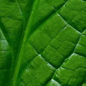 Preview wallpaper leaf, macro, green, veins, background