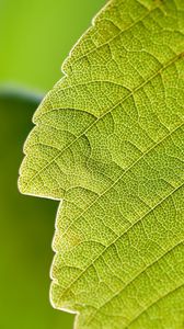 Preview wallpaper leaf, macro, green, nature