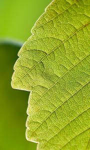 Preview wallpaper leaf, macro, green, nature