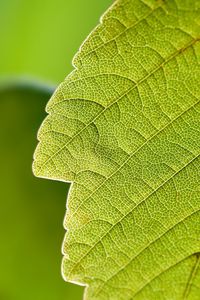 Preview wallpaper leaf, macro, green, nature