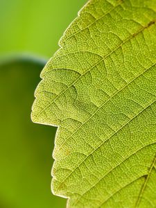 Preview wallpaper leaf, macro, green, nature