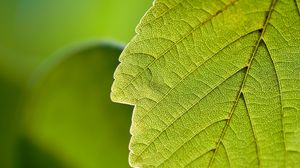 Preview wallpaper leaf, macro, green, nature