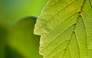 Preview wallpaper leaf, macro, green, nature