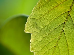 Preview wallpaper leaf, macro, green, nature