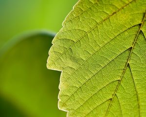 Preview wallpaper leaf, macro, green, nature