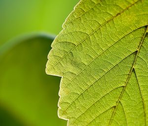 Preview wallpaper leaf, macro, green, nature