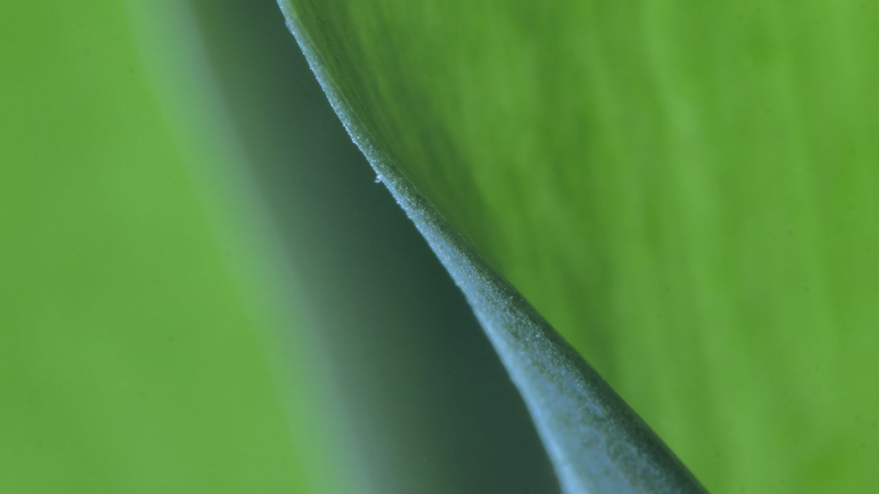 Wallpaper leaf, macro, greenery, blur