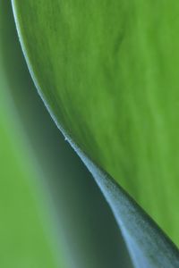 Preview wallpaper leaf, macro, greenery, blur