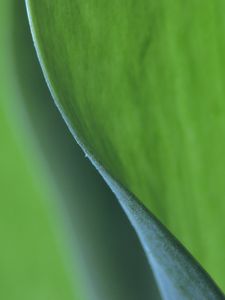 Preview wallpaper leaf, macro, greenery, blur