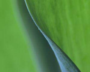 Preview wallpaper leaf, macro, greenery, blur