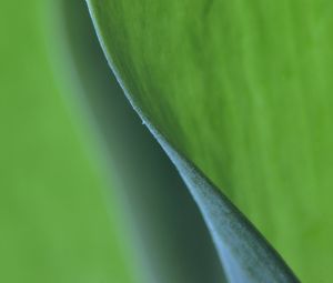 Preview wallpaper leaf, macro, greenery, blur