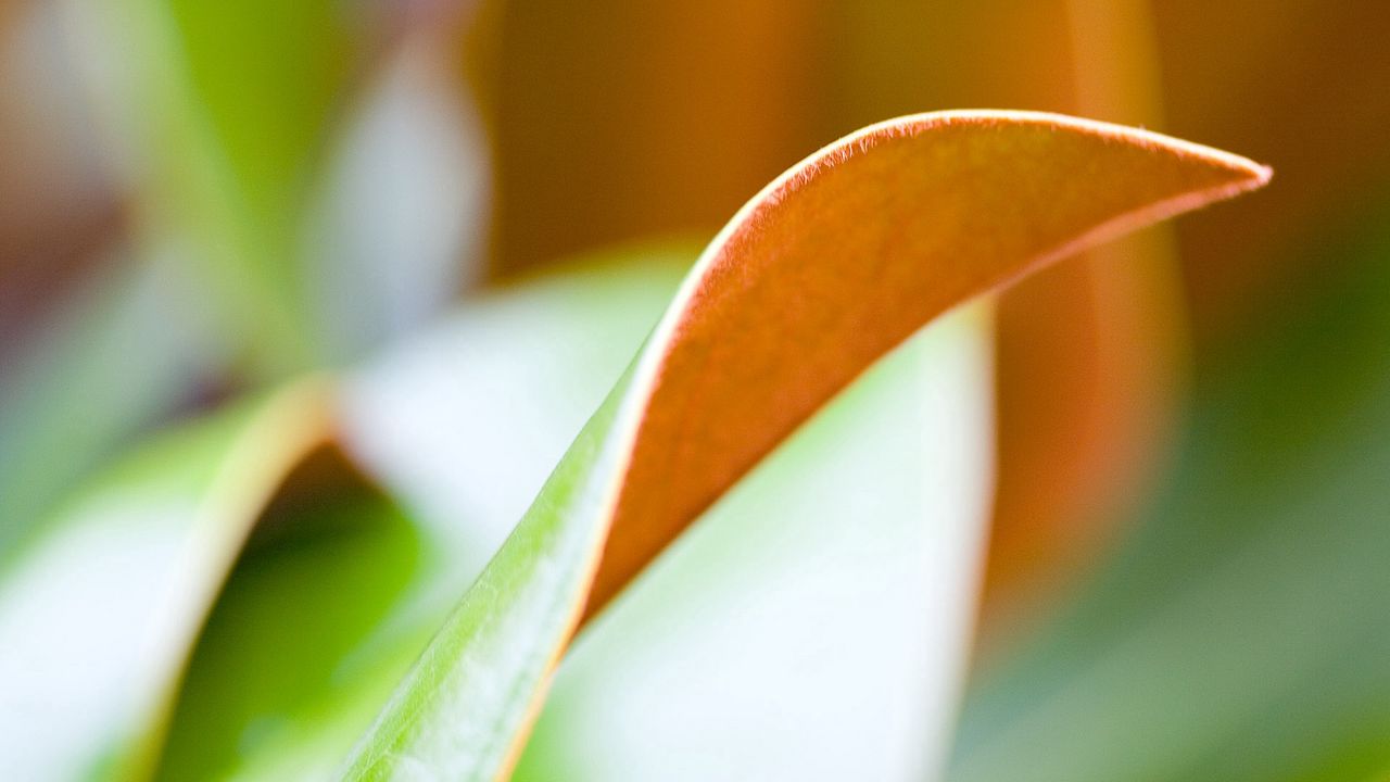 Wallpaper leaf, macro, light