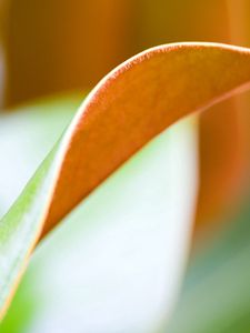 Preview wallpaper leaf, macro, light