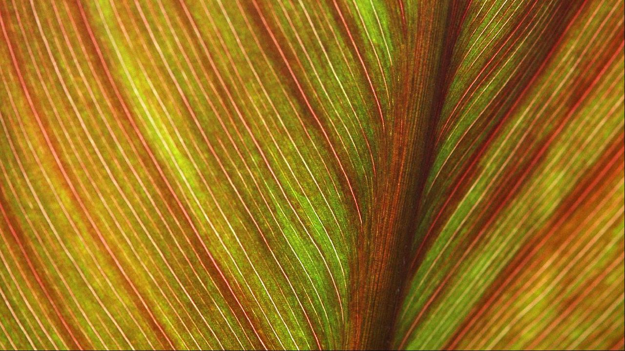Wallpaper leaf, macro, lines, veins